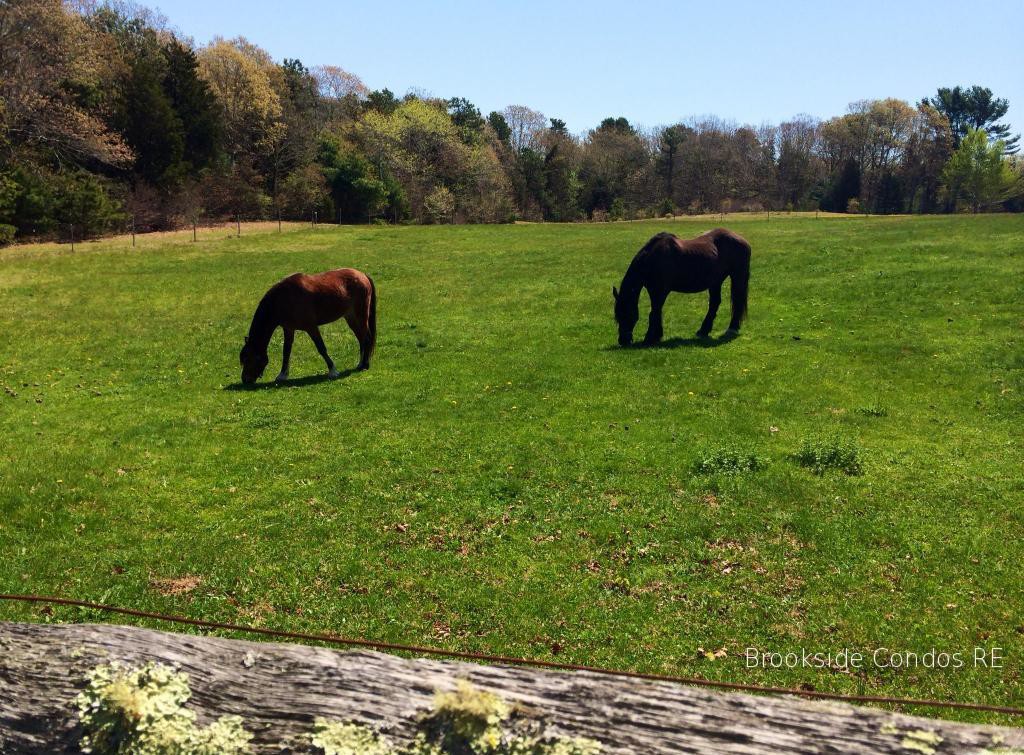 Cape Cod horses