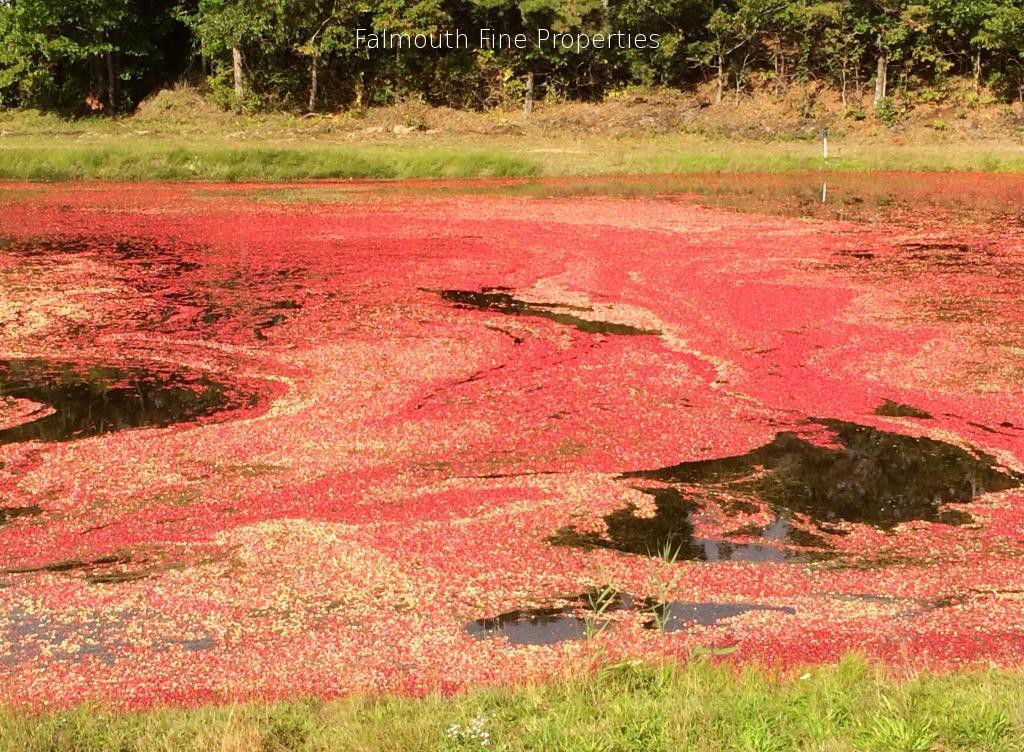 Bourne cranberry harvest