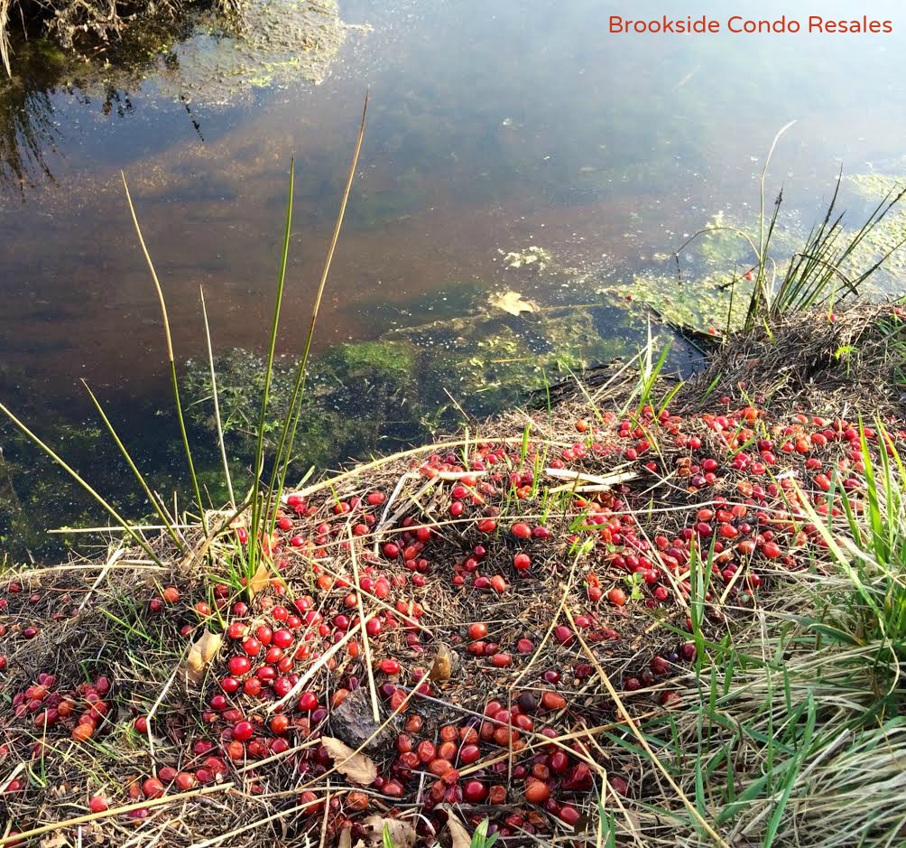 Thanksgiving Cranberries on Easter