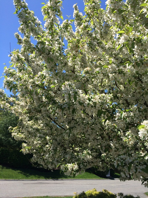 springtime in Brookside